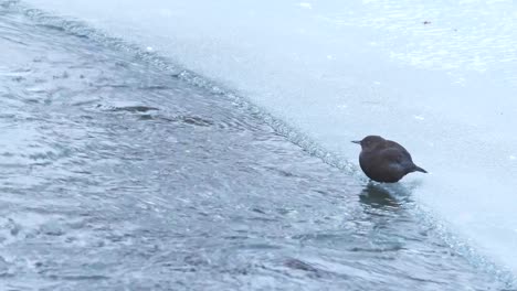 Braune-Wasseramsel