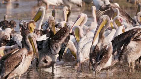 Nahaufnahme-eines-großen-Geschwaders-von-Pelikanen-putzen-am-Ufer-eines-Flusses-in-das-Okavango-Delta,-Botswana