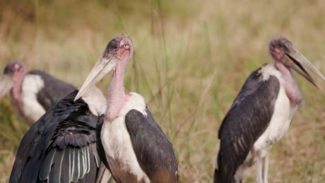 Nahaufnahme-der-vier-Marabu-Störche,-stehend-und-putzen,-Okavango-Delta,-Botswana