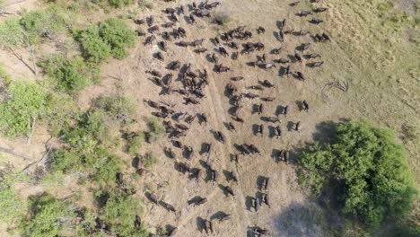 Hacia-abajo-alta-vista-aérea-de-una-gran-manada-de-búfalos-del-cabo-en-el-Delta-del-Okavango,-Botswana