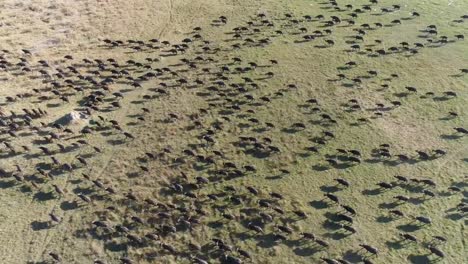 High-aerial-view-of-a-large-herd-of-Cape-buffalo-running-across-the-Okavango-Delta,-Botswana