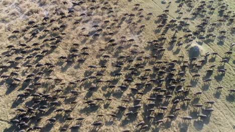 High-aerial-view-of-a-large-herd-of-Cape-buffalo-running-across-the-Okavango-Delta,-Botswana