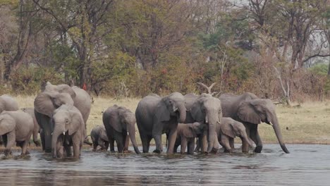 Manada-de-elefantes-de-cría-con-terneros-jóvenes-bebiendo-en-un-río-en-el-Delta-del-Okavango,-Botswana