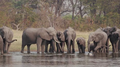 Breeding-herd-of-elephants-with-young-calfs-drinking-at-a-river-in-the-Okavango-Delta,-Botswana