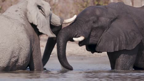 Close-up-of-two-elephants-playing-in-a-river-in-the-Okavango-Delta,-Botswana