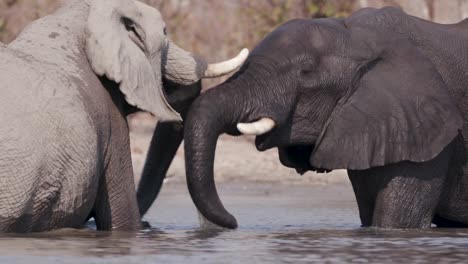 Nahaufnahme-von-zwei-Elefanten-spielen-in-einem-Fluss-in-das-Okavango-Delta,-Botswana