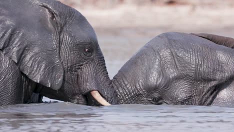 Two-young-bull-elephants-play-fighting-in-a-waterhole,-Okavango-Delta,-Botswana