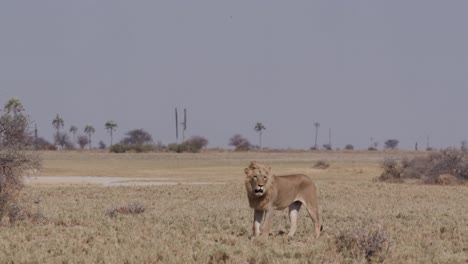 Männlicher-Löwe-zu-Fuß-durch-das-Grasland,-Botswana