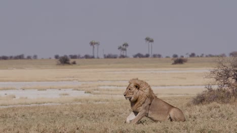 Male-lion-standing-in-the-grasslands,-Botswana