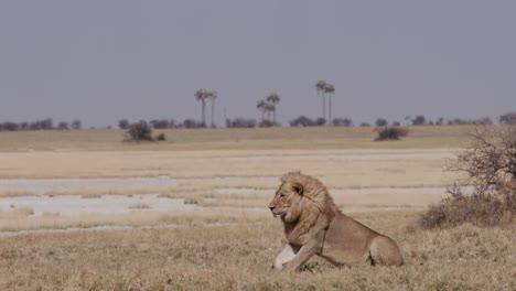 Männlicher-Löwe-stehend-im-Grasland,-Botswana