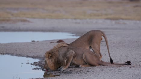 Tres-leones-machos-bebiendo-en-una-charca,-Botswana