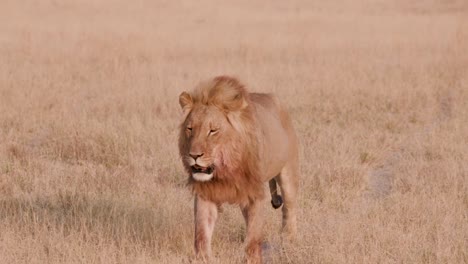 León-macho-magnífico-pasear-por-praderas-africanas-hacia-cámara,-Botswana