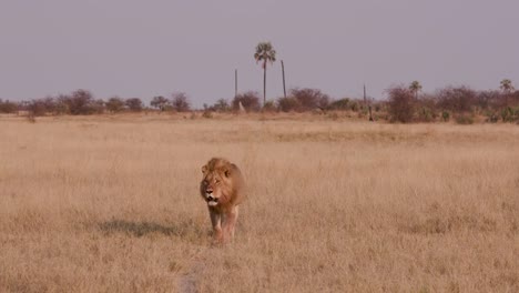 Prächtigen-männlichen-Löwen-zu-Fuß-durch-die-afrikanische-Steppe-in-Richtung-Kamera,-Botswana