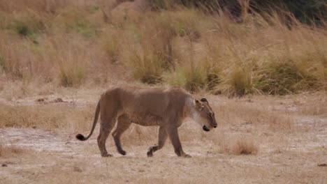 Lioness-walking-through-grasslands,-Botswana