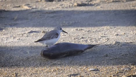 Sandpiper-Eating-a-Dead-Fish