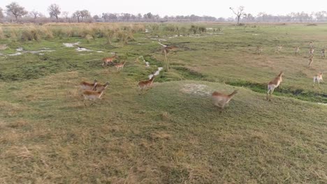 Vista-aérea-de-rebaño-de-antílopes-lechwe-en-el-Delta-del-Okavango,-Botswana