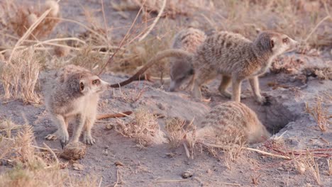 Four-meerkats-clearing-entrance-to-burrow,-Botswana