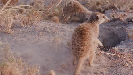 Five-meerkats-clearing-entrance-to-burrow,-Botswana