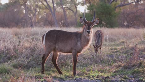 Two-young-male-waterbuck-grazing-in-the-Okavango-Delta,-Botswana