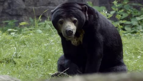 Closeup-portrait-of-a-Sun-Bear-with-a-look-at-its-famous-long-tongue.