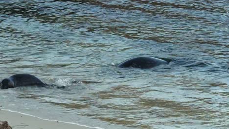 Sello-de-mar-bebé-juega-con-la-madre-en-la-ensenada-de-La-Jolla