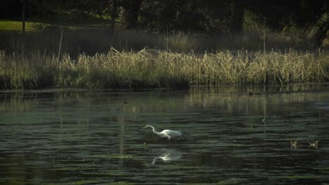 Great-Egret-Hunting-Prey