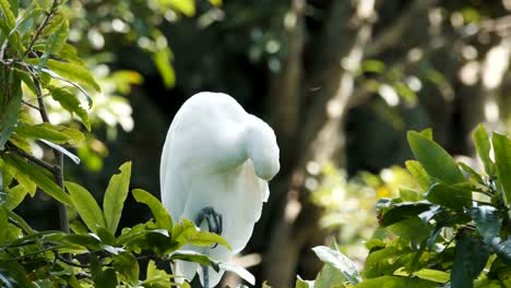 Pájaro-de-la-garza-blanca