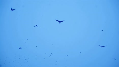 Vogelschwarm-in-den-düsteren-Himmel-schwarz.