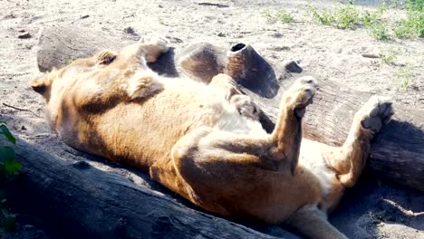 Lioness-sleeping-on-ground