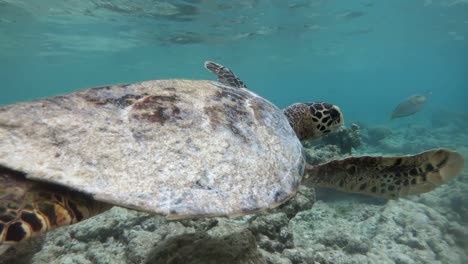 Sea-Turtle-Swimming-Near-Coral-Reefs-In-Shallow-Sea-Water