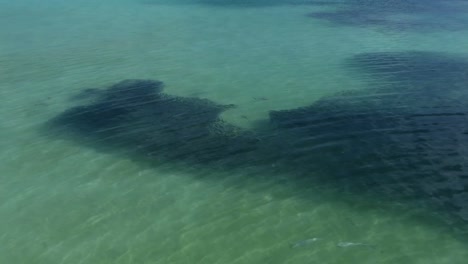 Tiburones-de-arrecife-de-punta-negra-caza-peces-en-aguas-poco-profundas