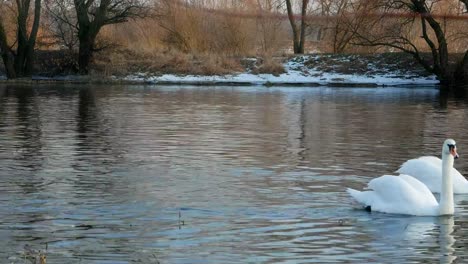 Swan-swiming-on-river-4k