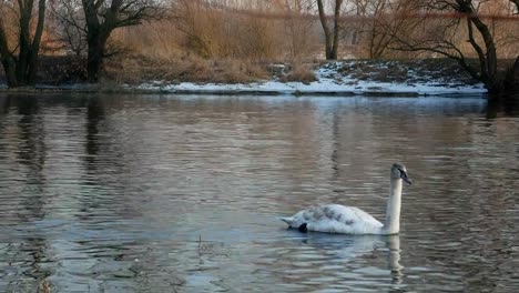 Swan-swiming-on-river-4k