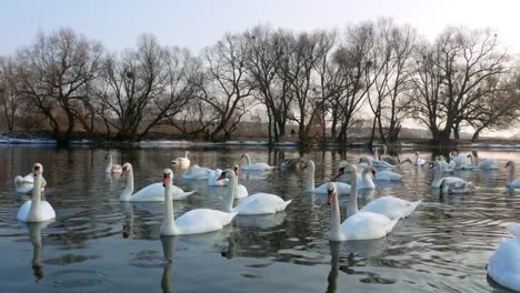 Swan-swiming-on-river-4k