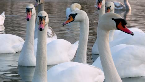 Swan-swiming-on-river-4k