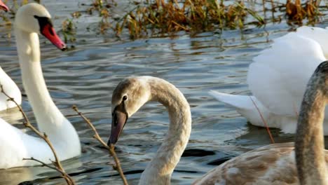 Swan-swiming-on-river-4k