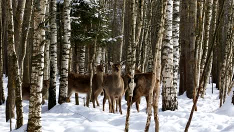 Eine-Herde-von-Sika-Hirsche-im-Wald