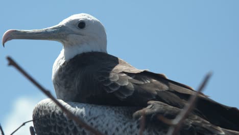 Beobachten-Sie-Vögel