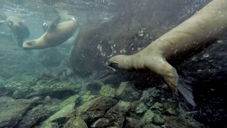 Sea-Lion