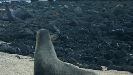 Sea-Lion