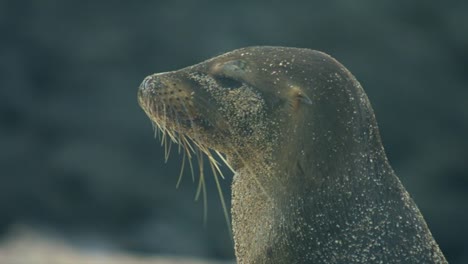 Sea-Lion