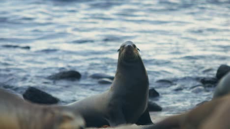 Sea-Lion