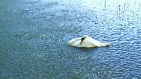 Weisser-Schwan-schwimmen-auf-dem-See-unter-fallenden-Wassertropfen.