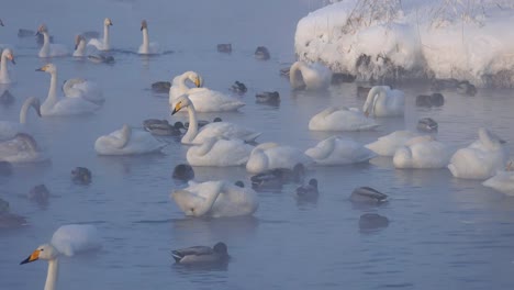 Swans-on-Altai-lake-Svetloe-in-the-evaporation-mist--at-evening-time-in-winter