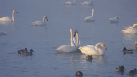 Cisnes-en-Altai-lago-Svetloe-en-la-niebla-de-evaporación-en-el-tiempo-de-la-tarde-en-invierno