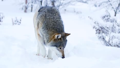 Gran-lobo-hermoso-pie-más-cerca-a-la-cámara-en-el-paisaje-de-invierno-cubierto-de-nieve