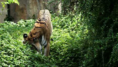 Comportamiento-de-los-tigres-en-morder-la-hierba,-árboles.