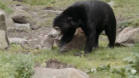 Closeup-Portrait-einer-Sun-Bear.