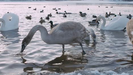 Swan-and-Ducks-drinking-at-the-lake---Slowmo-4K