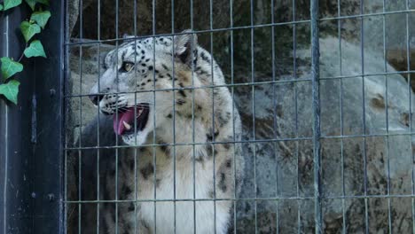 Snow-leopard